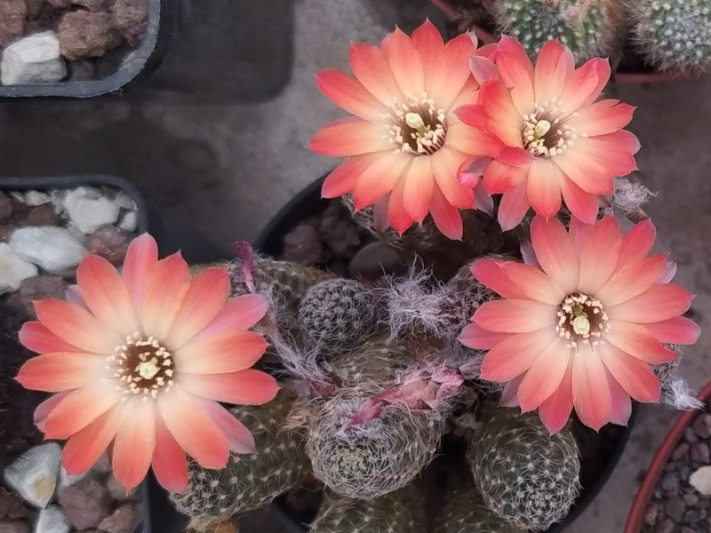 Rebutia pygmaea 