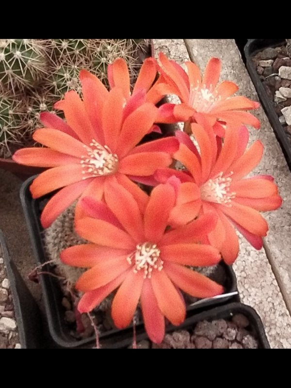 Rebutia hoffmannii 