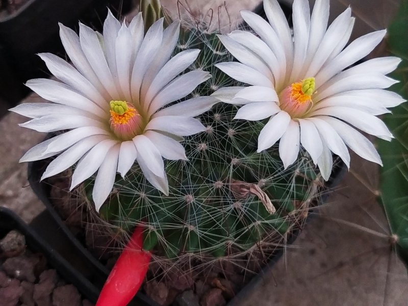 Mammillaria zephyranthoides 