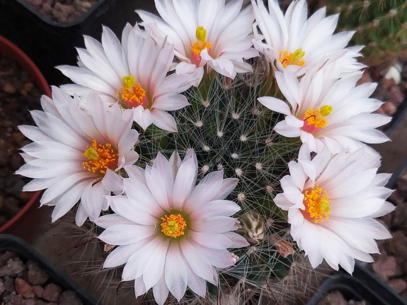 Mammillaria zephyranthoides 