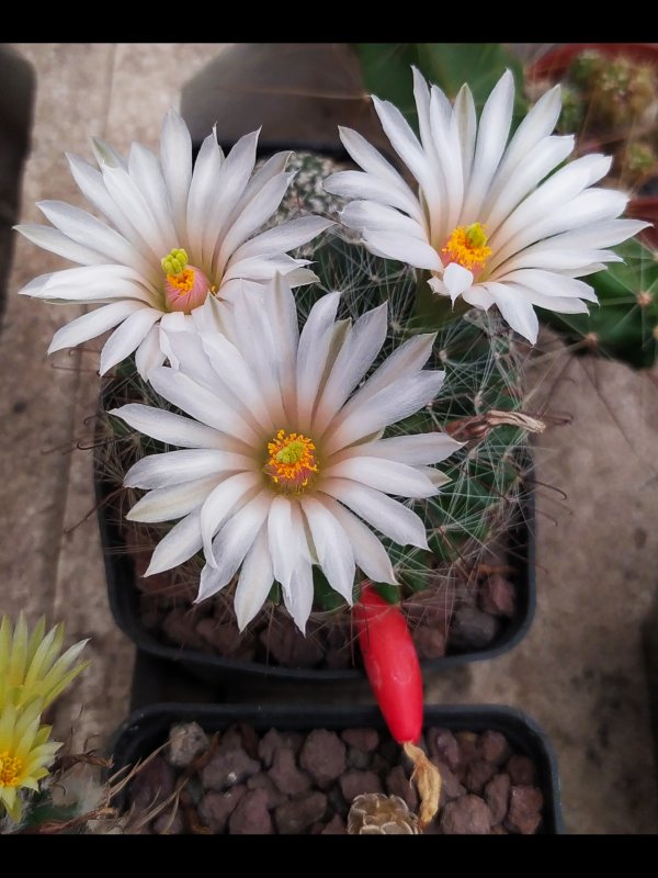 Mammillaria zephyranthoides 