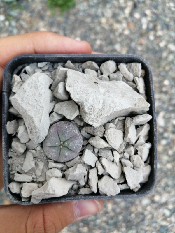 Lophophora fricii 