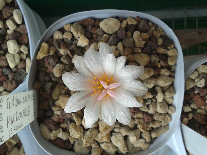 Turbinicarpus macrochele MZ 576