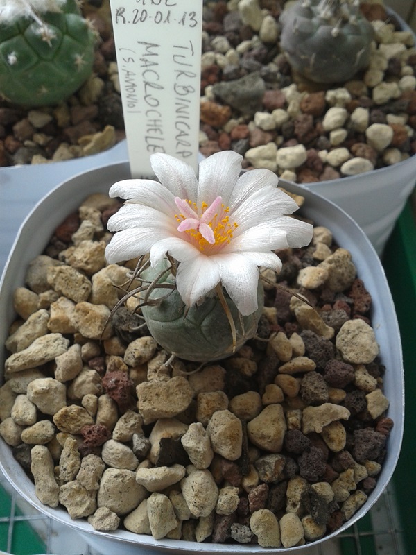 Turbinicarpus macrochele MZ 576