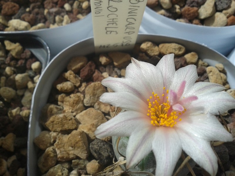 Turbinicarpus macrochele MZ 576