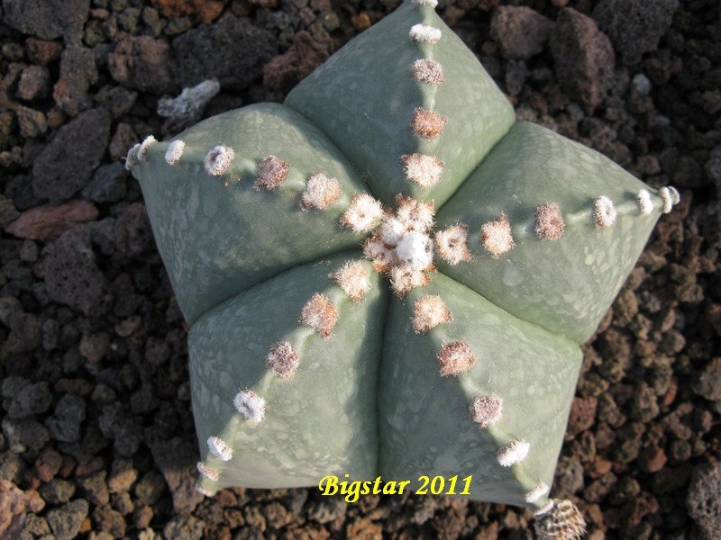 Astrophytum myriostigma v. nudum 