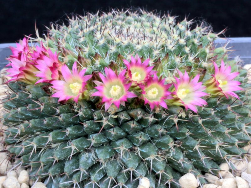 Mammillaria scrippsiana v. armeria 