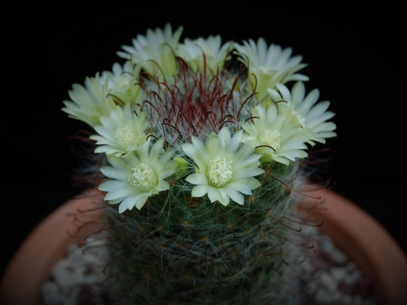 Mammillaria kunzeana 