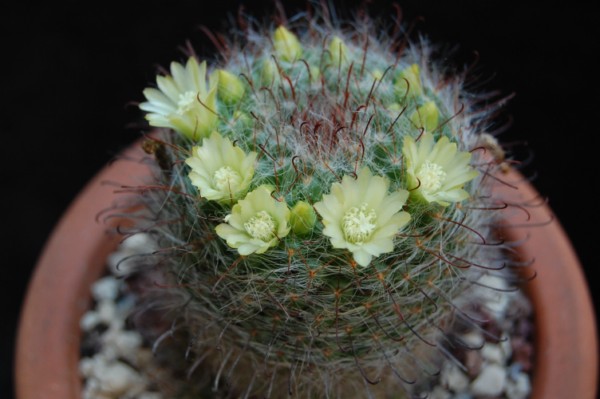 Mammillaria kunzeana 