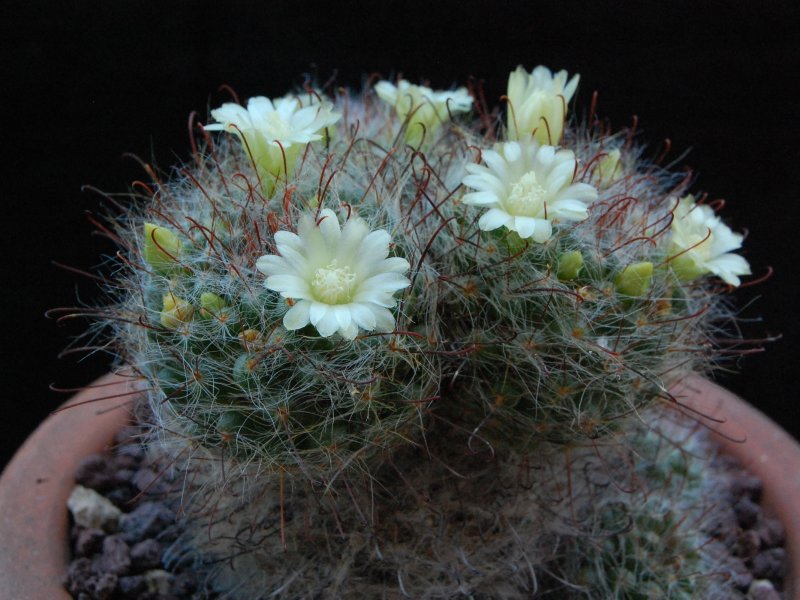 Mammillaria kunzeana 