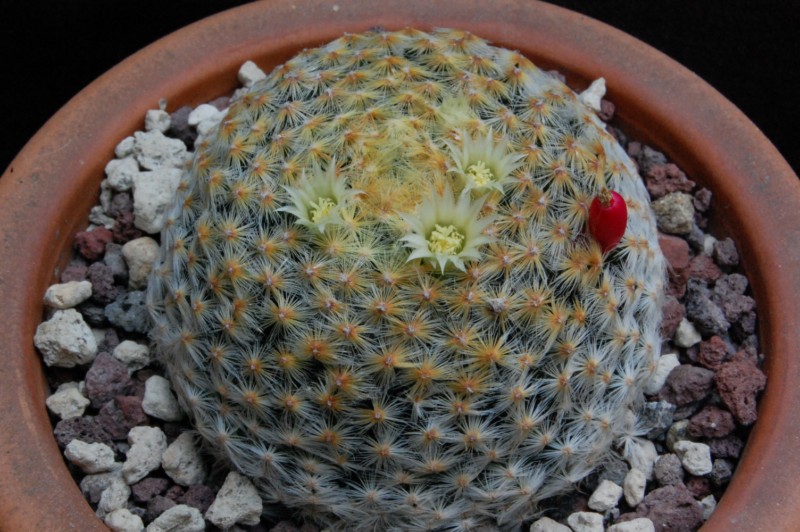 Mammillaria schiedeana 