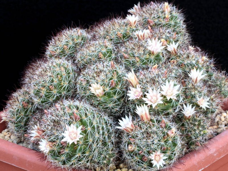 Mammillaria marcosii 