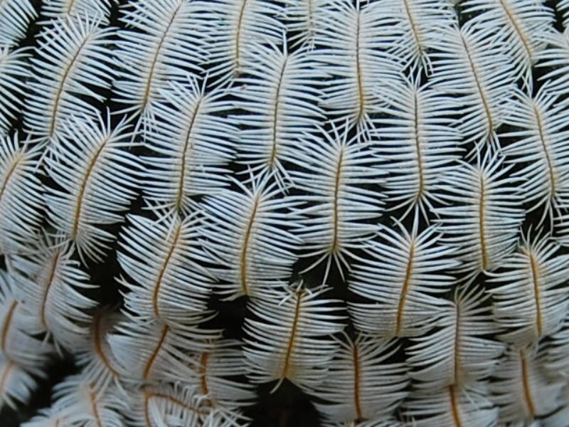 Mammillaria pectinifera 