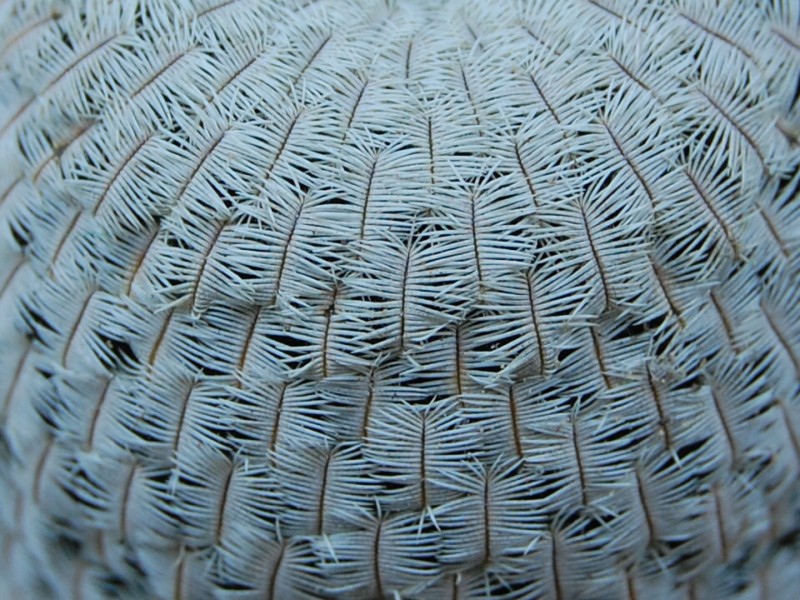 Mammillaria pectinifera 