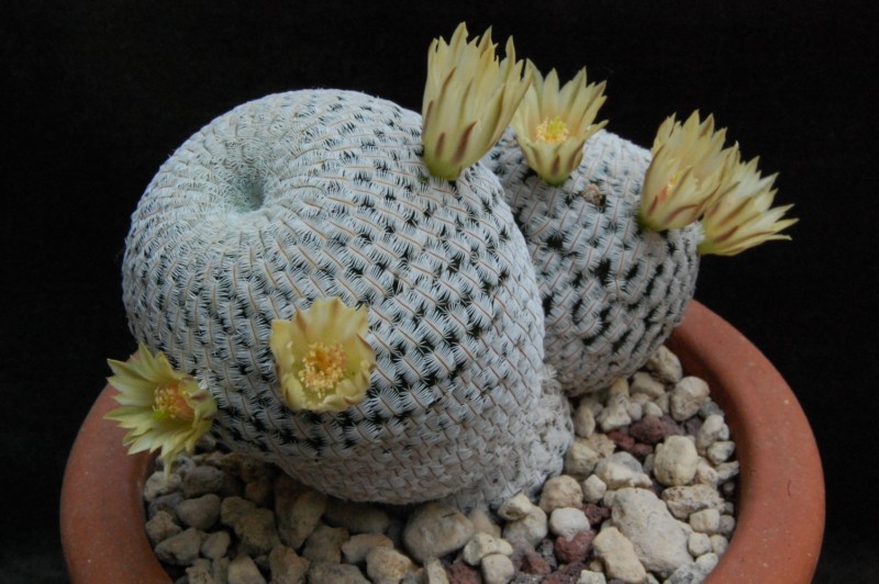 Mammillaria pectinifera 