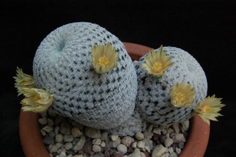 Mammillaria pectinifera 