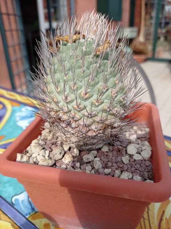 Strombocactus disciformis 