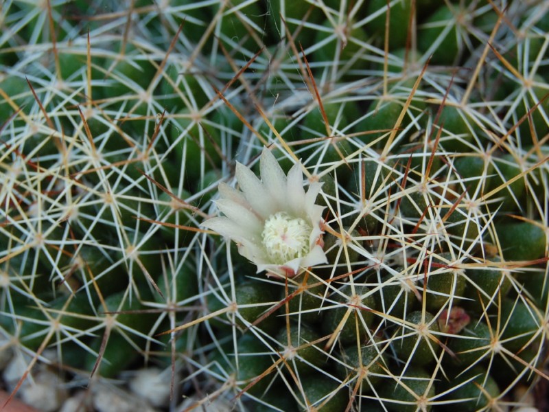 Mammillaria decipiens 