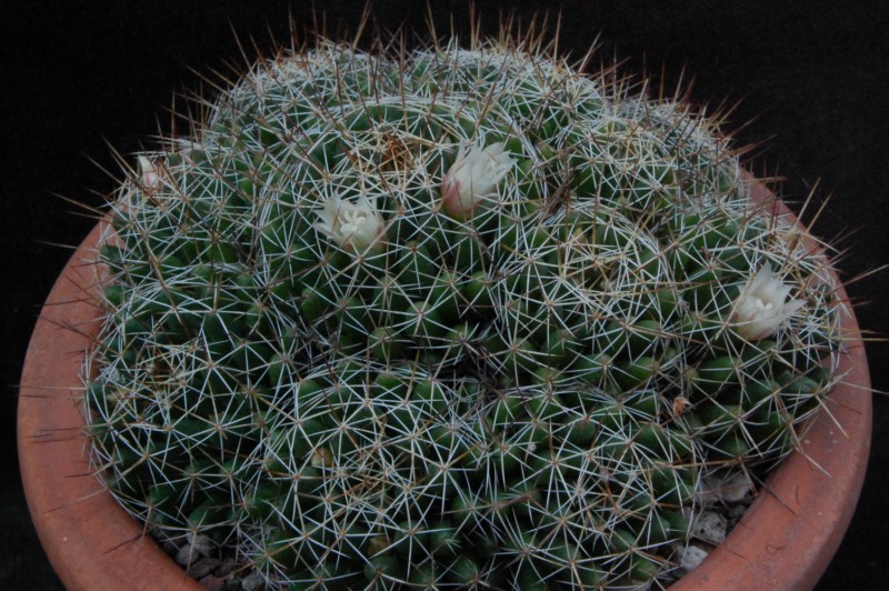 Mammillaria decipiens 