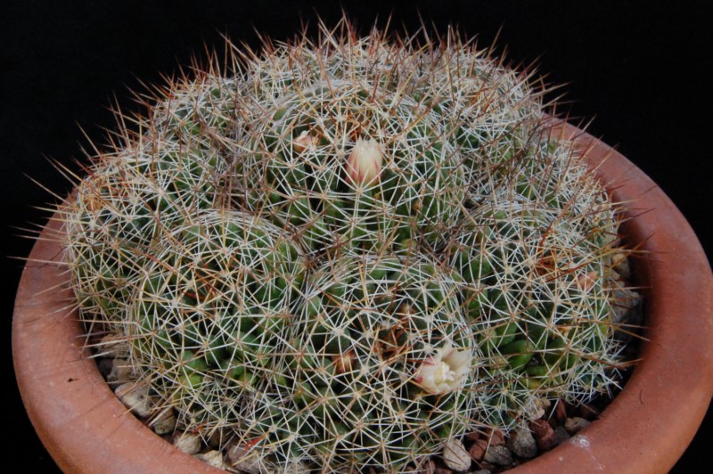 Mammillaria decipiens 