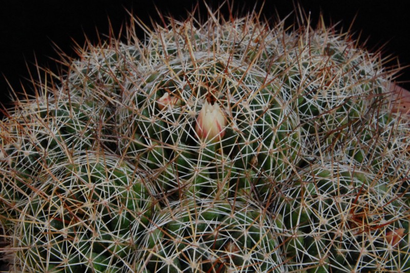 Mammillaria decipiens 