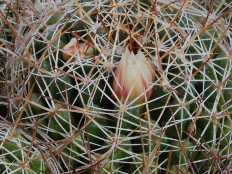 Mammillaria decipiens 