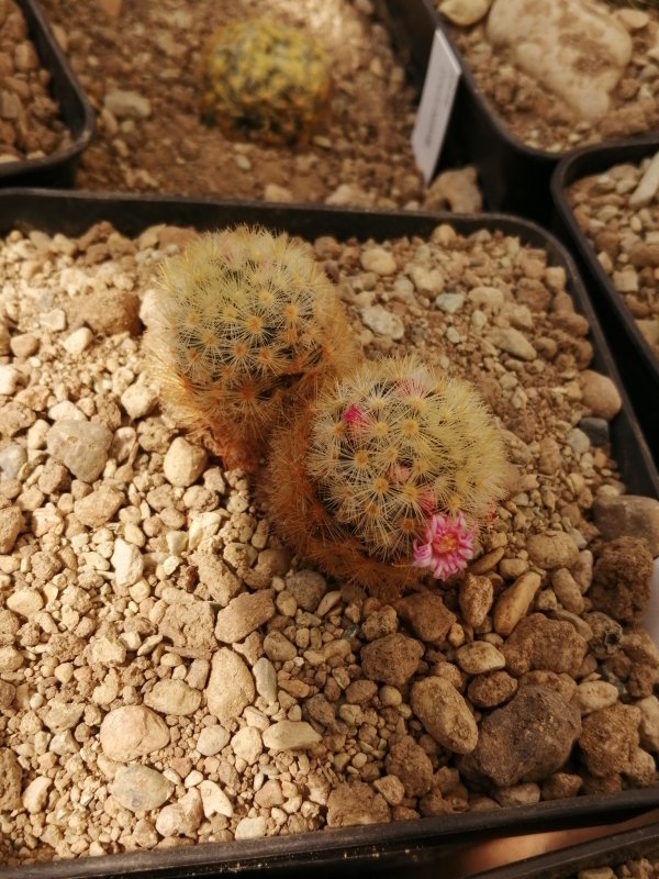 Mammillaria carmenae 