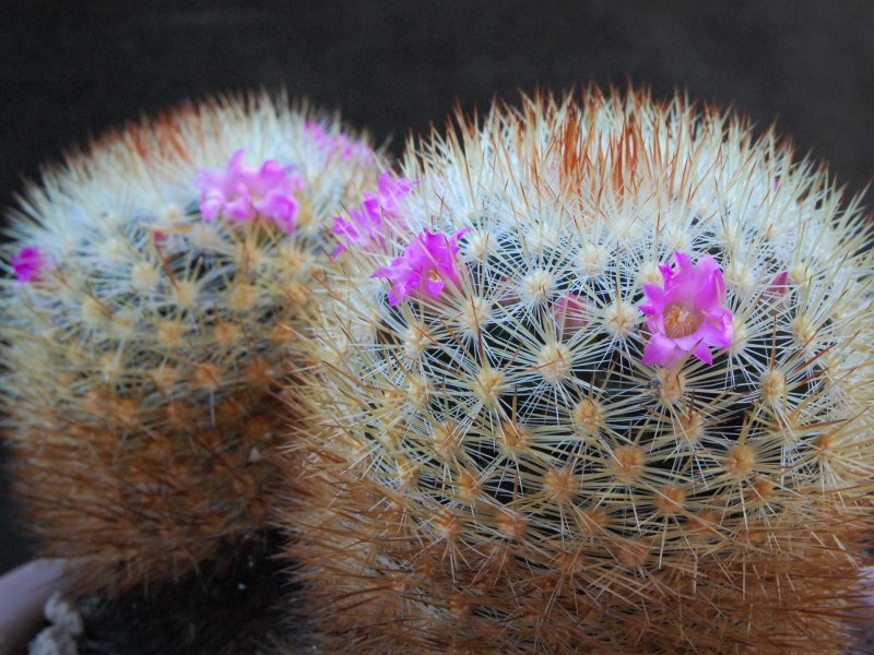 Mammillaria laui ssp. subducta 