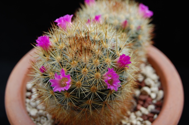 Mammillaria laui ssp. subducta 