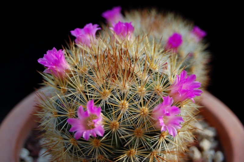 Mammillaria laui ssp. subducta 