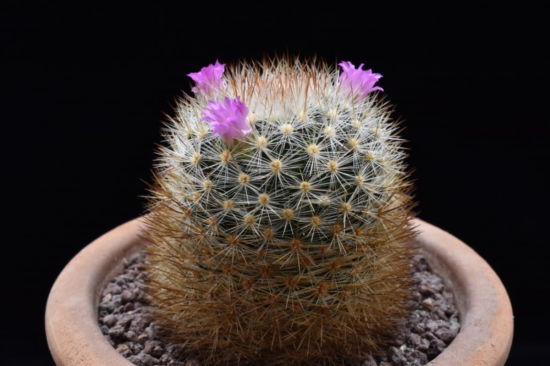 Mammillaria laui ssp. subducta LAU 1222