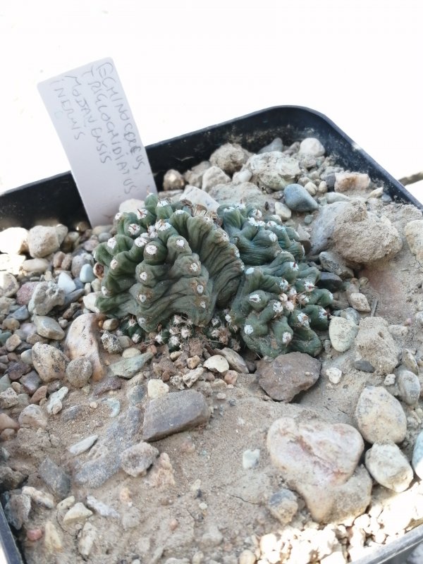 Echinocereus triglochidiatus v. mojavensis inermis 