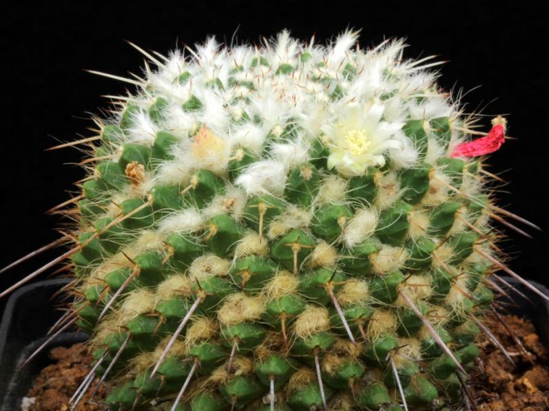 Mammillaria karwinskiana ssp. nejapensis 