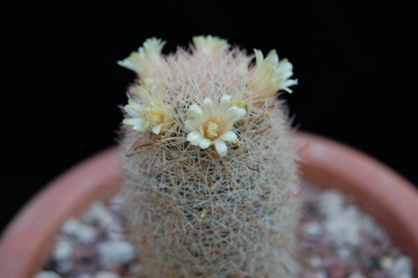 Mammillaria magallanii v. hamatispina 