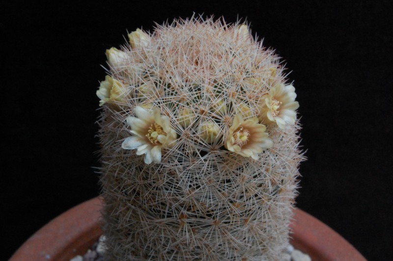 Mammillaria magallanii v. hamatispina 