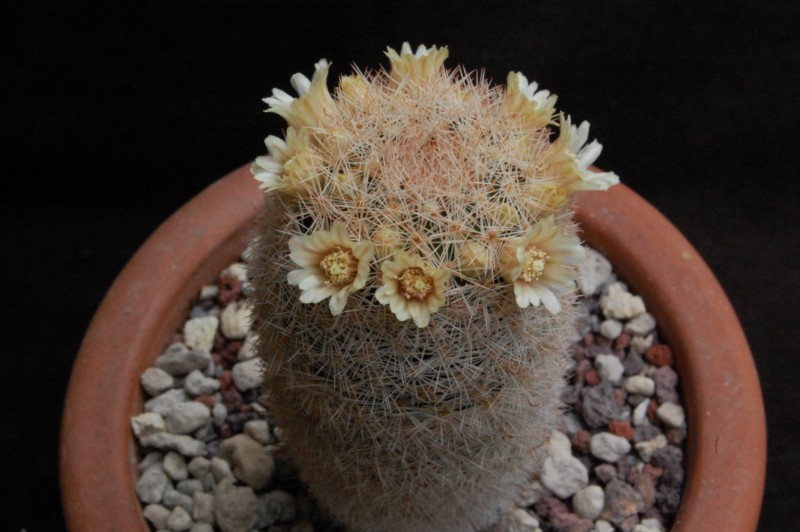 Mammillaria magallanii v. hamatispina 