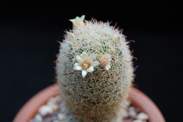 Mammillaria magallanii v. hamatispina 