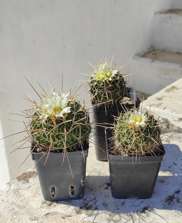 Stenocactus sulphureus VM 1001