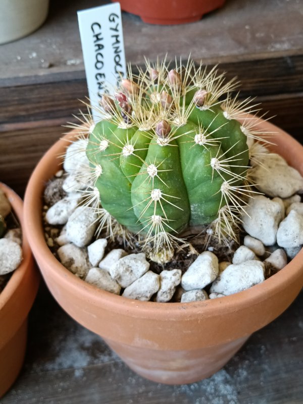 Gymnocalycium chacoense 