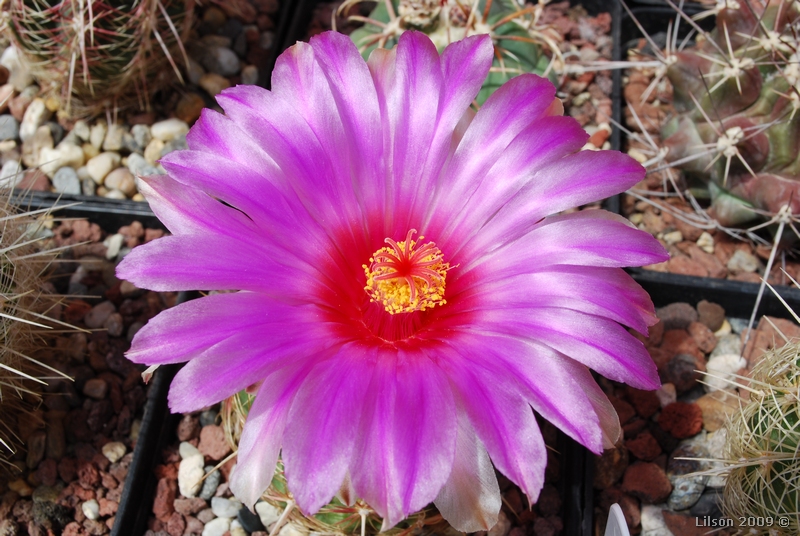 Thelocactus bicolor ssp. schwarzii 