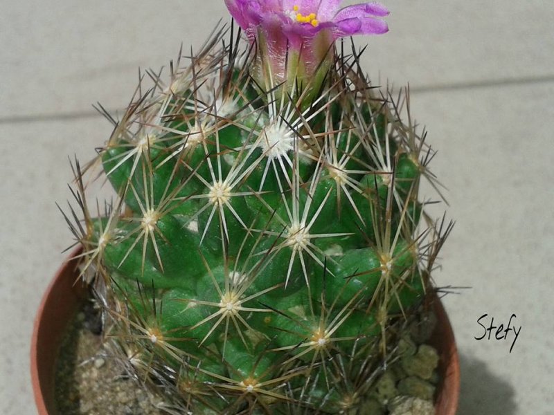 Escobaria hesteri 