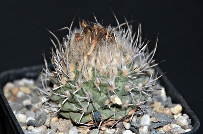 Turbinicarpus hoferi 