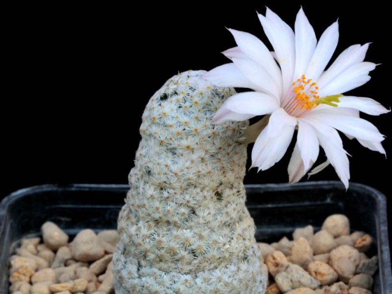 Mammillaria albiflora 