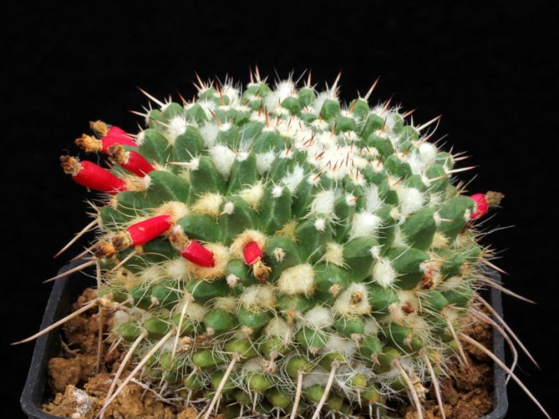 Mammillaria karwinskiana ssp. nejapensis 