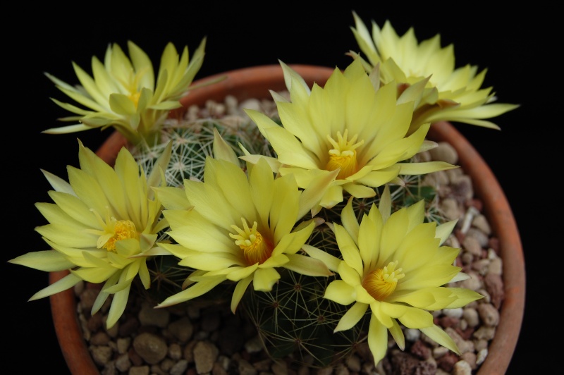 Mammillaria sphaerica 