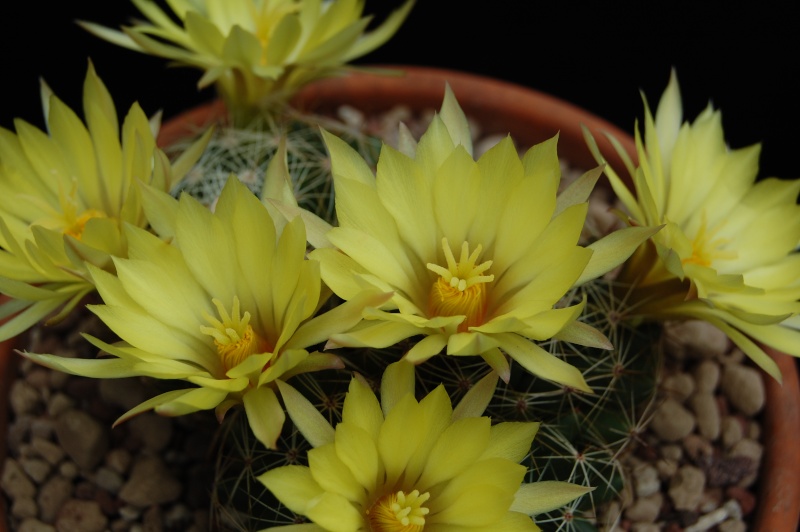 Mammillaria sphaerica 