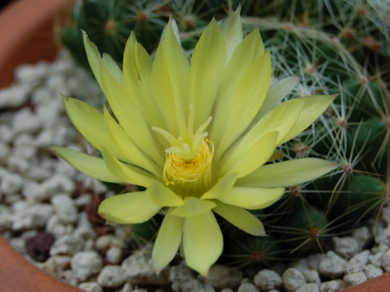 Mammillaria sphaerica 