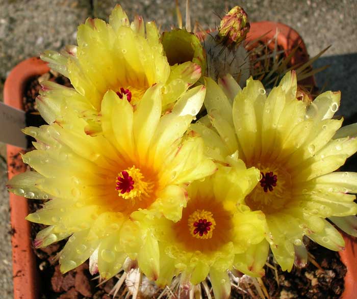 Parodia mammulosa 