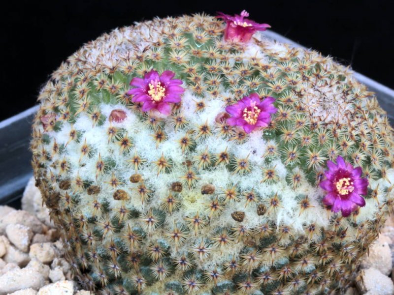 Mammillaria crucigera FO 105