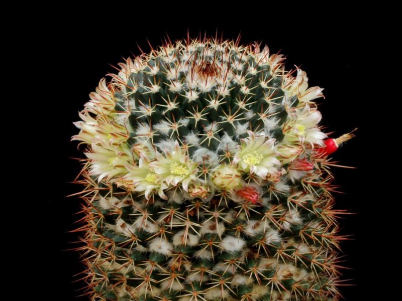 Mammillaria karwinskiana ssp. collinsii 